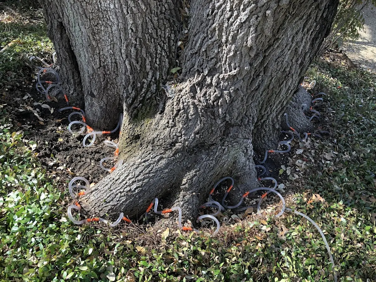 Detailed Tree Cabling and Bracing job site in Summerfield