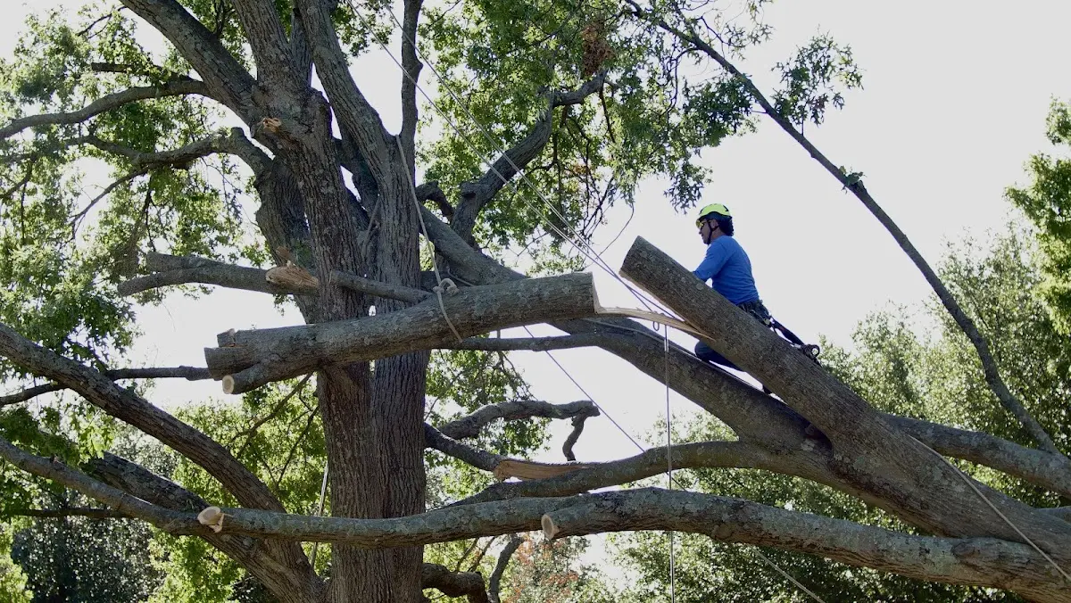 Professional Crown Thinning performed by certified arborists in Summerfield